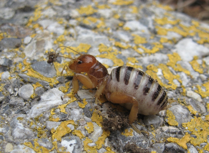 Jerusalem Cricket